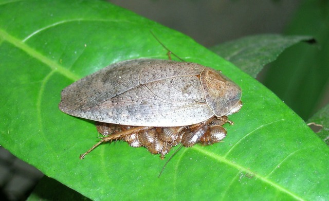 Dried leaf cockroach (Pseudophoraspis nebulosa)_Tan Siong Kiat