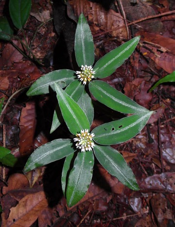 Vrydagzynea lancifolia. Photo by: Reuben Lim.